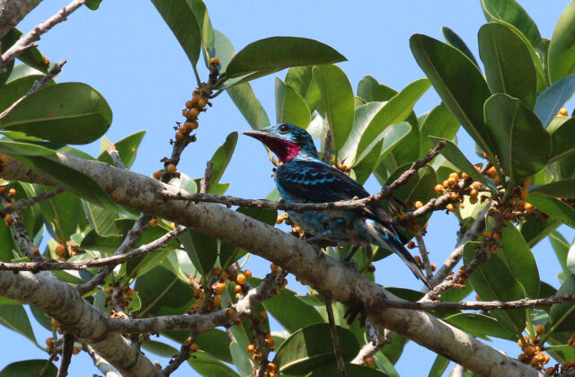 Spangled Cotinga