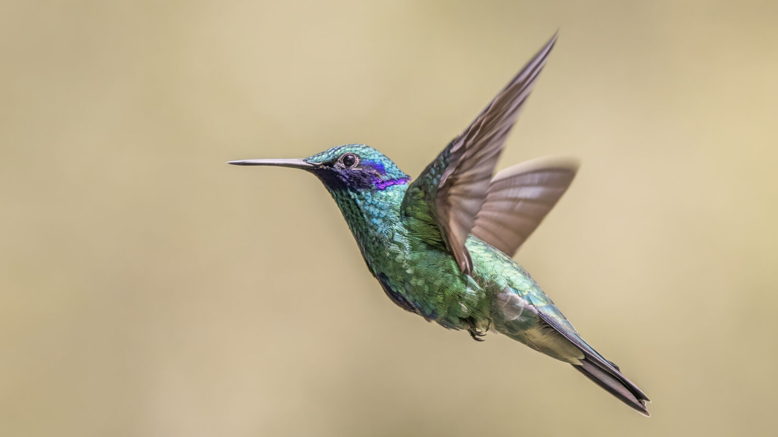 Sparkling Violetear