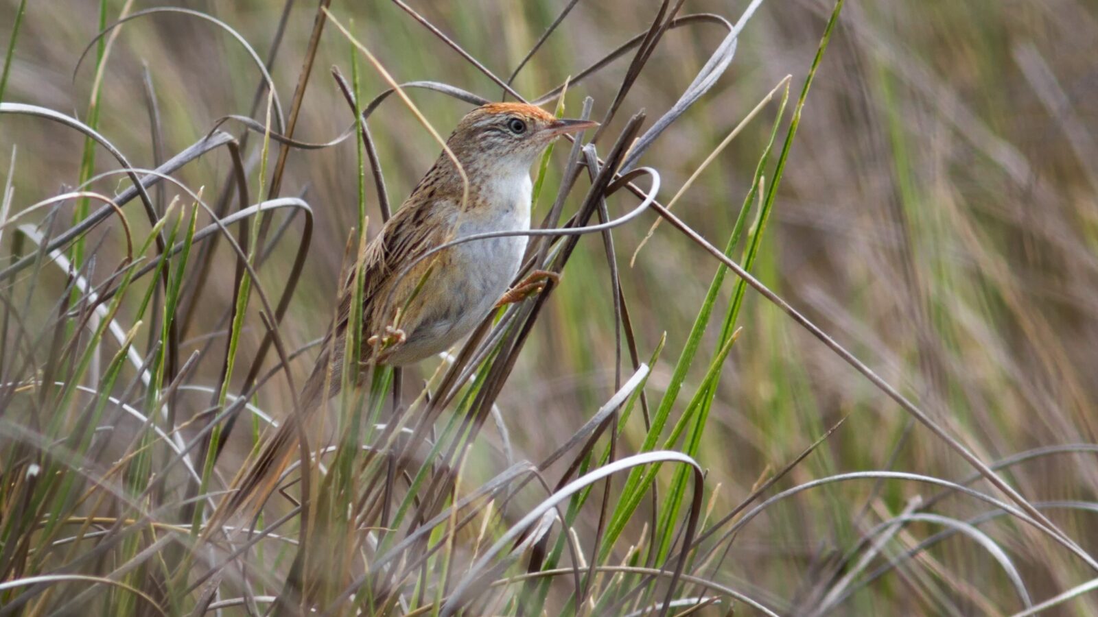 Bay-capped Wren-Spinetail