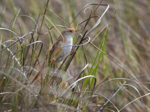 Bay-capped Wren-Spinetail