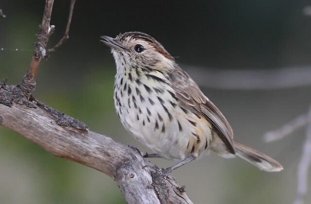 Speckled Warbler
