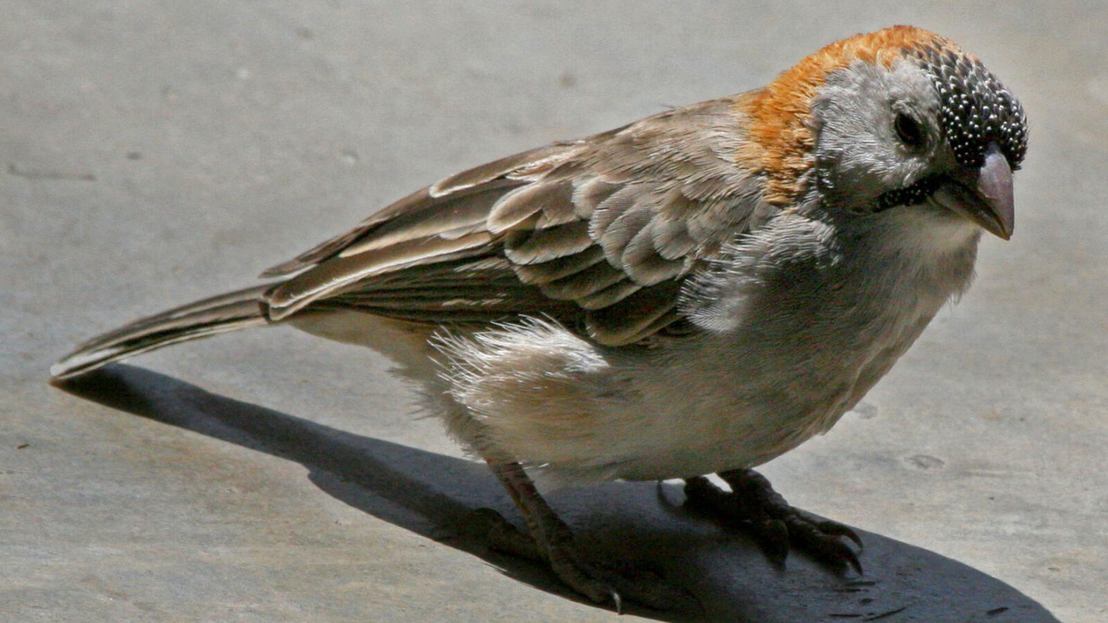 Speckle-fronted Weaver