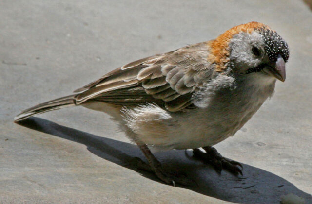 Speckle-fronted Weaver
