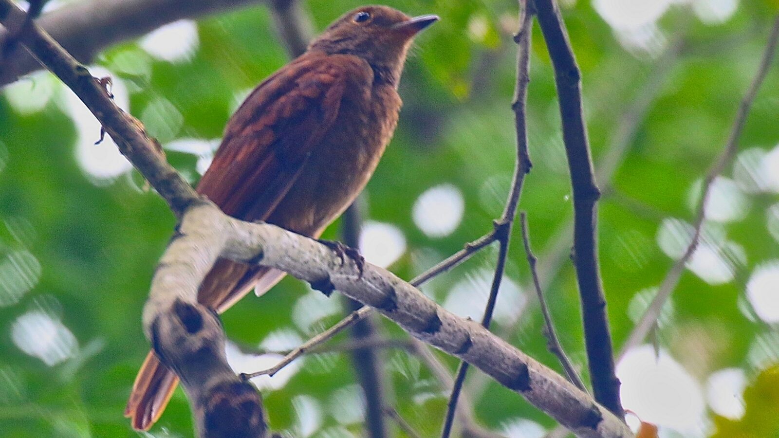 Speckled Mourner