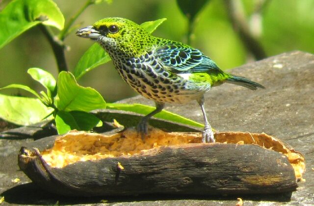 Speckled Tanager