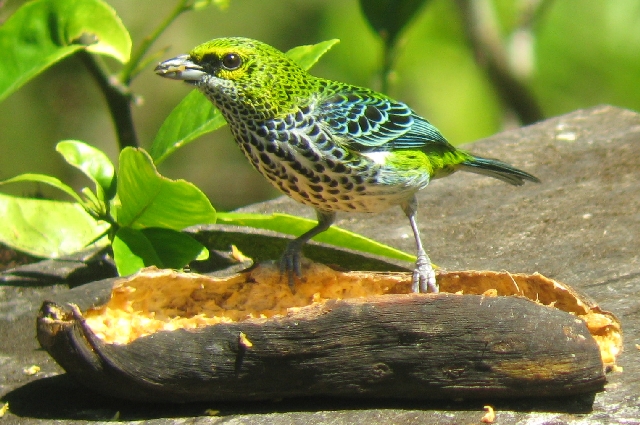Speckled Tanager