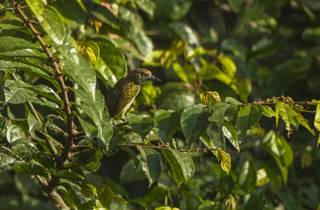 Speckled Tinkerbird