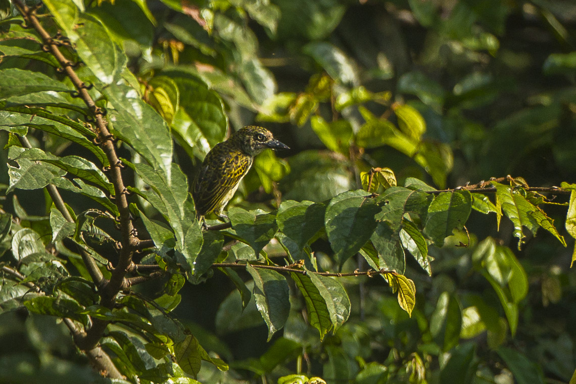 Speckled Tinkerbird