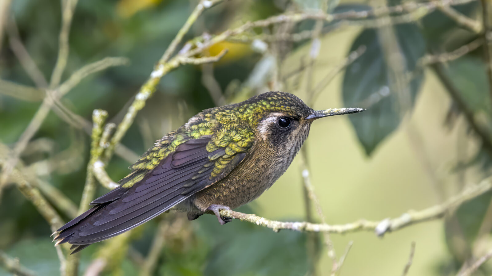 Speckled Hummingbird
