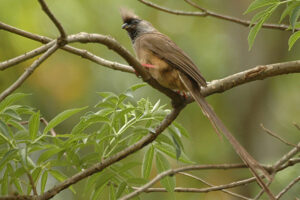 Speckled Mousebird
