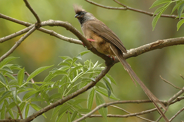 Speckled Mousebird