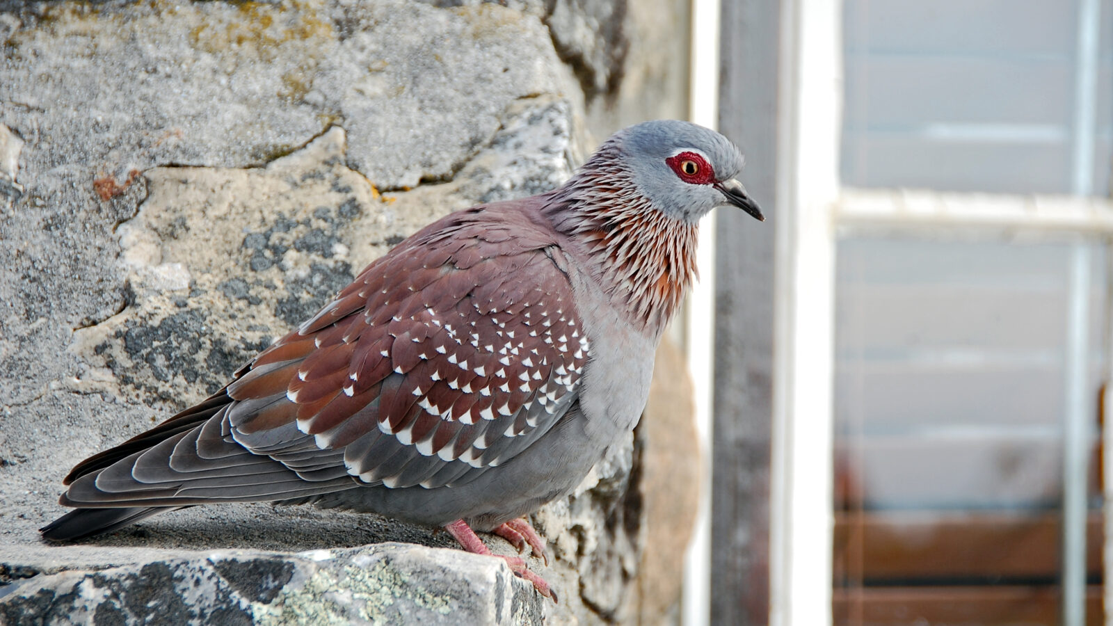 Speckled Pigeon