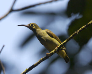 Spectacled Spiderhunter