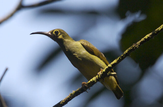 Spectacled Spiderhunter