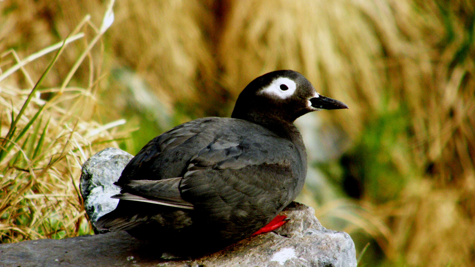 Spectacled Guillemot