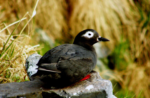Spectacled Guillemot