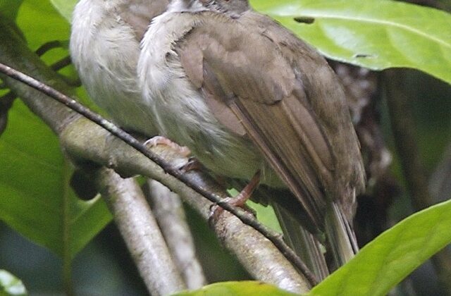 Spectacled Bulbul