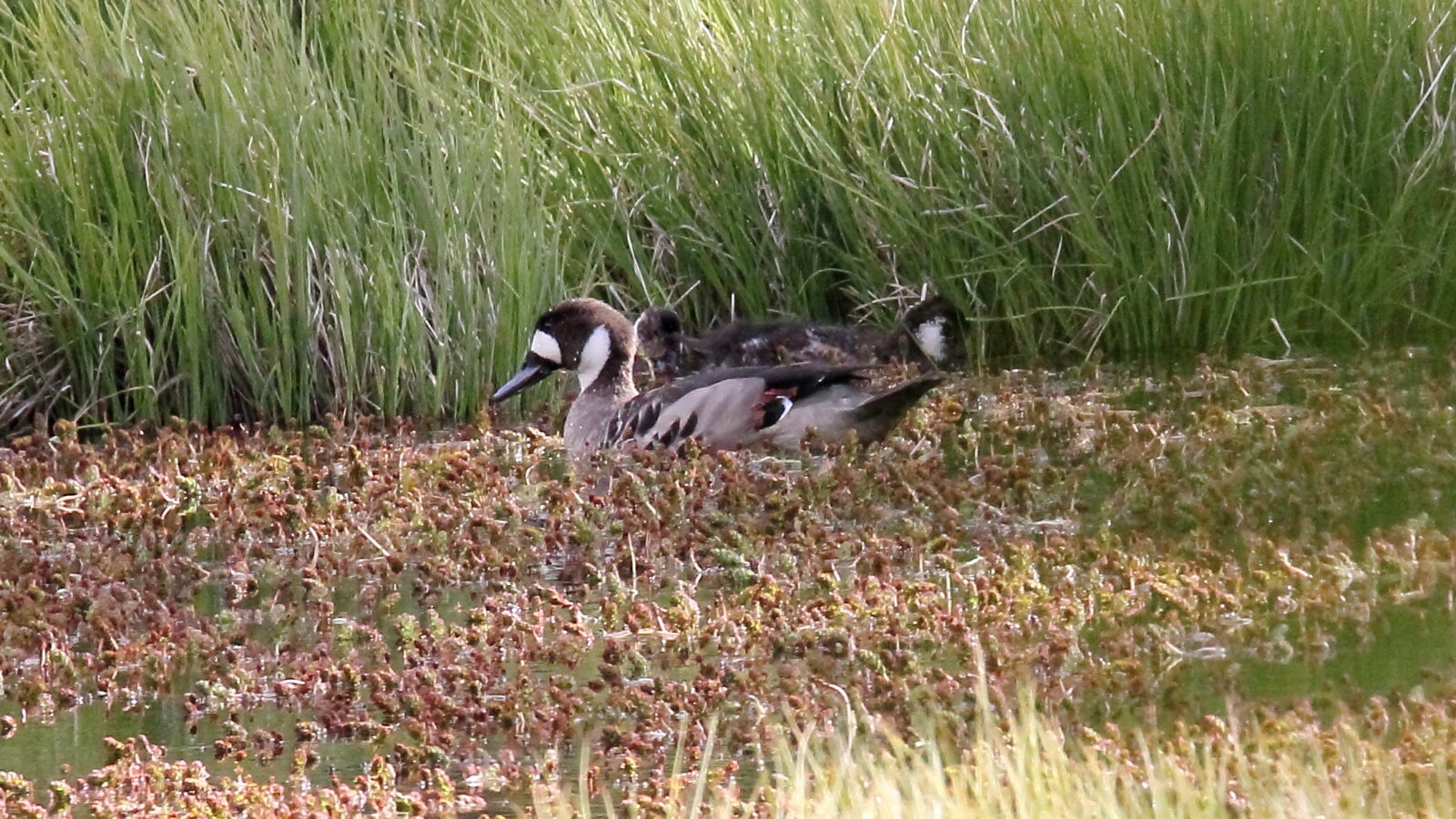Bronze-winged Duck