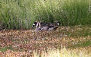 Bronze-winged Duck