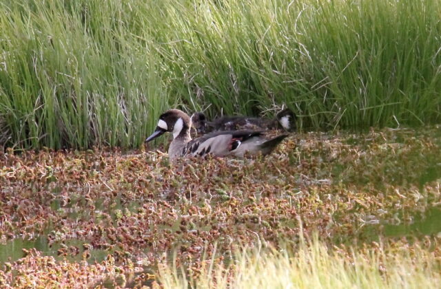Bronze-winged Duck