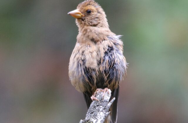 Spectacled Finch