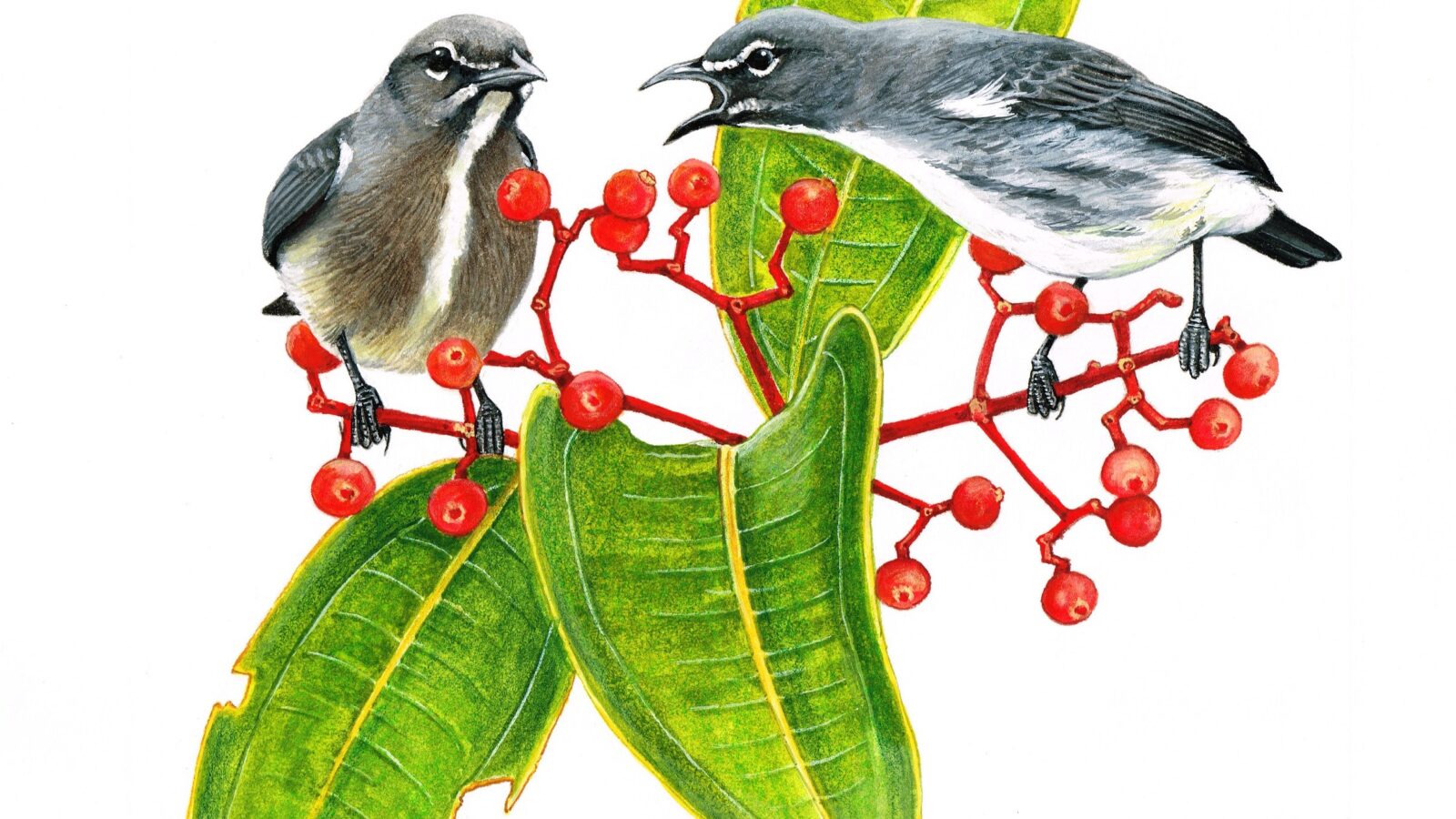 Spectacled Flowerpecker