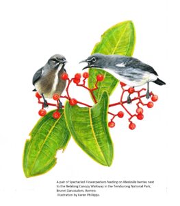 Spectacled Flowerpecker
