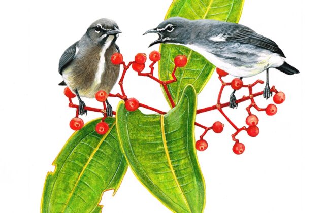 Spectacled Flowerpecker