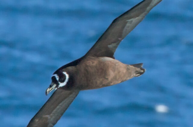 Spectacled Petrel
