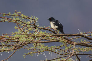 Magpie Starling