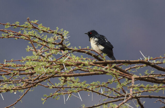 Magpie Starling