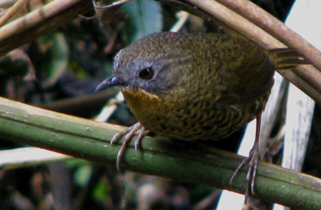 Rufous-throated Wren-Babbler