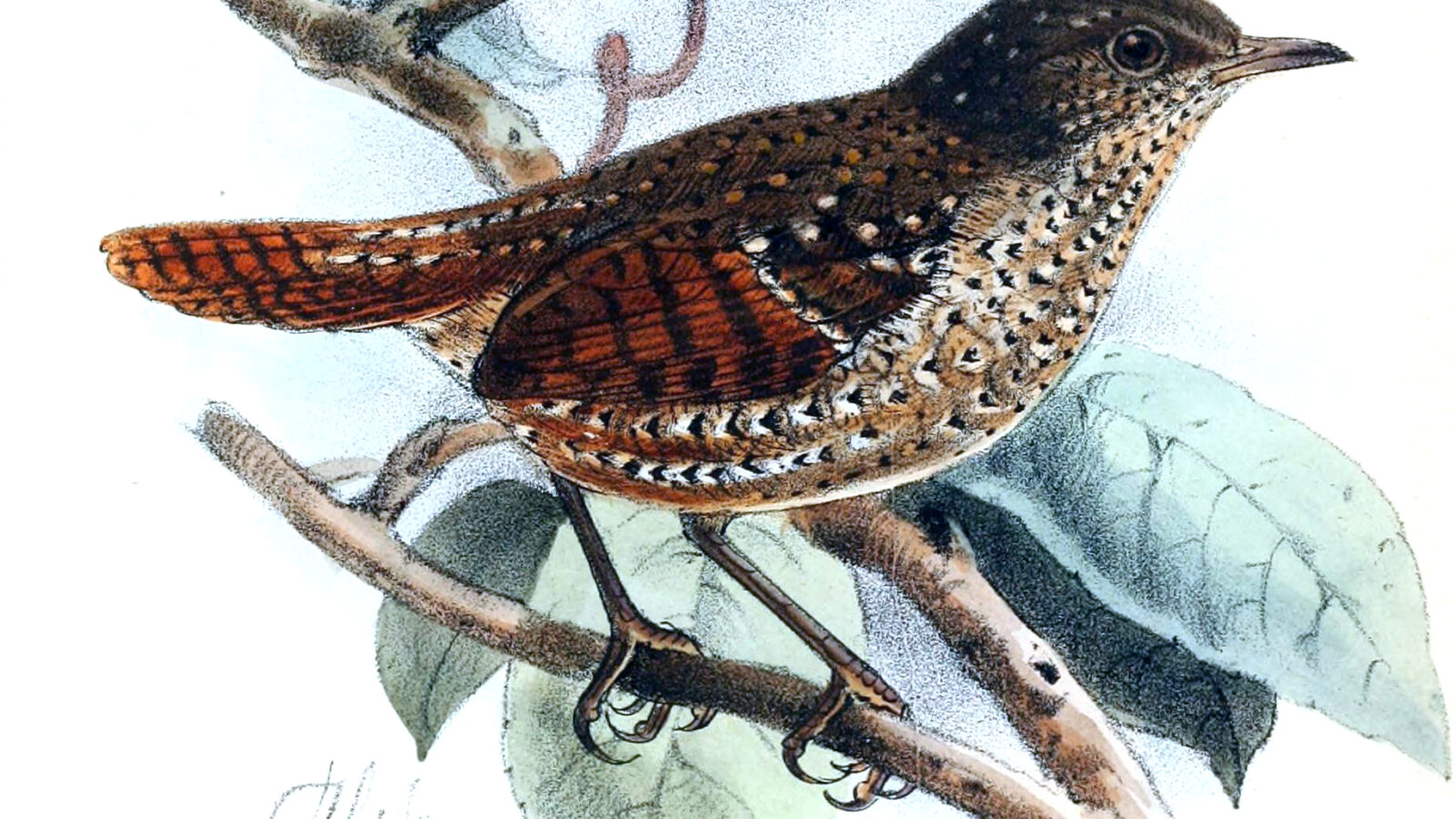 Spotted Elachura