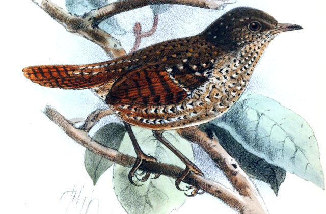 Spotted Elachura
