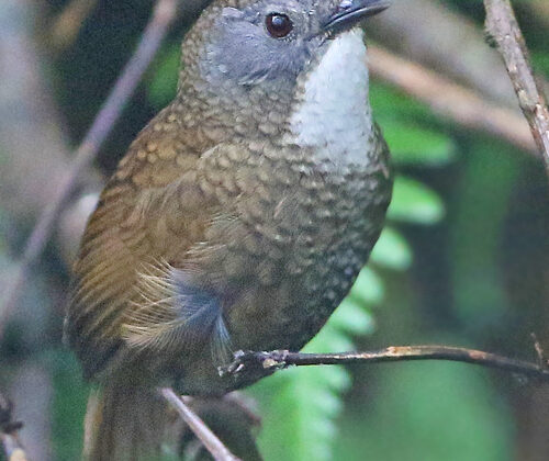 Pale-throated Wren-Babbler