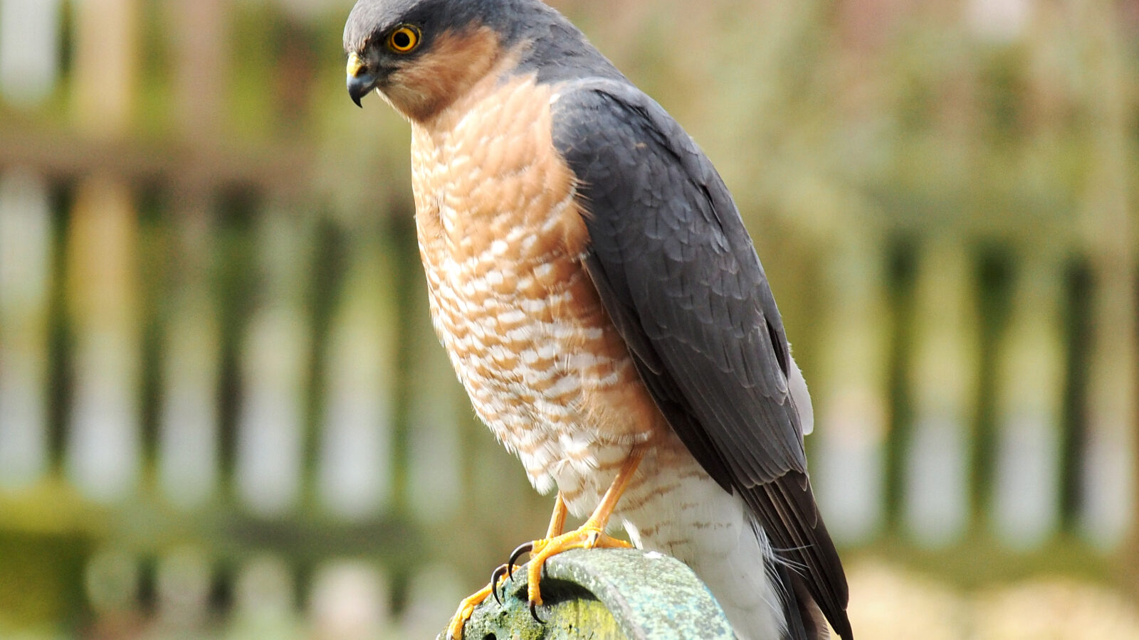 Eurasian Sparrowhawk