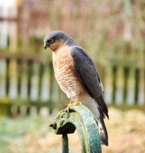 Eurasian Sparrowhawk