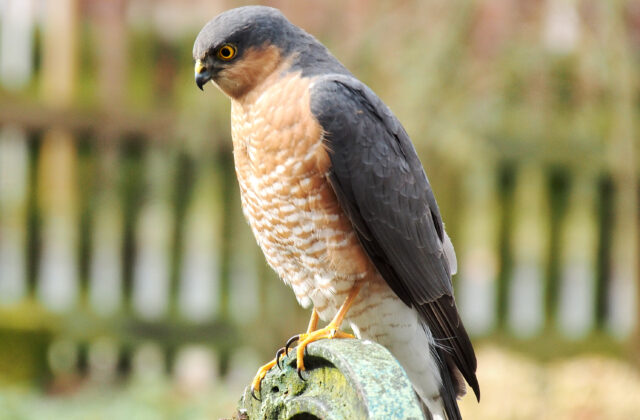 Eurasian Sparrowhawk