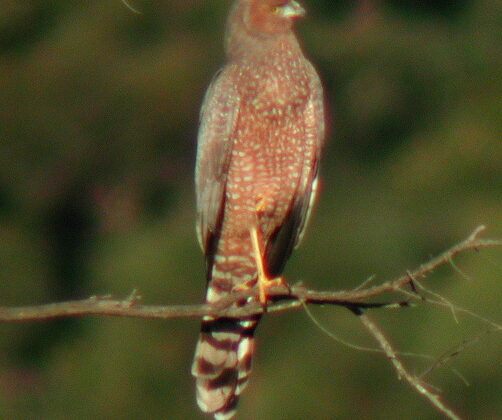 Spotted Harrier