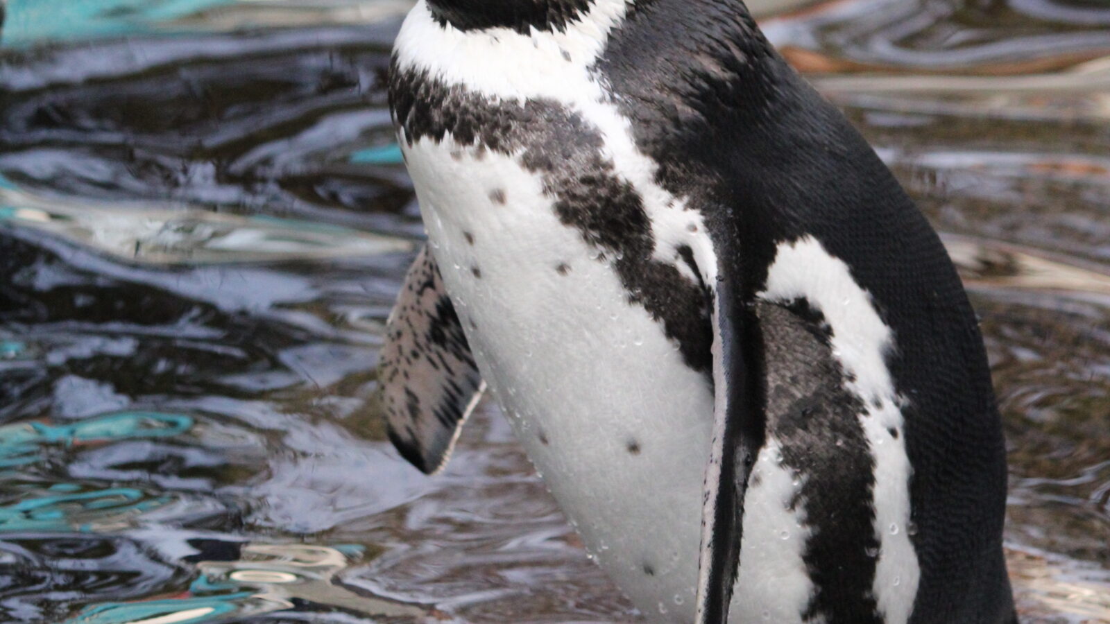 Humboldt Penguin