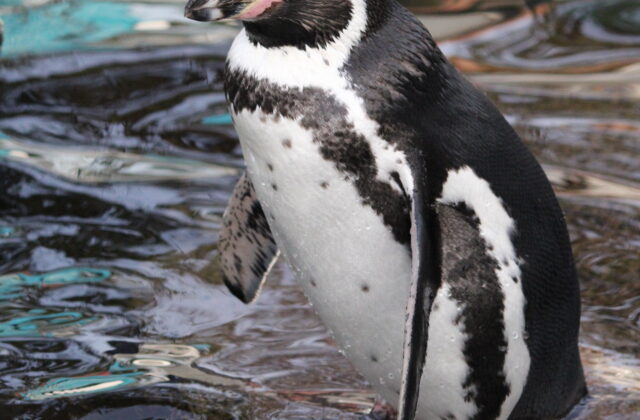 Humboldt Penguin