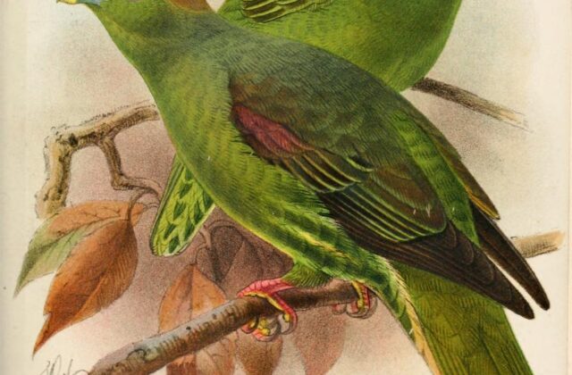 Taiwan Green Pigeon