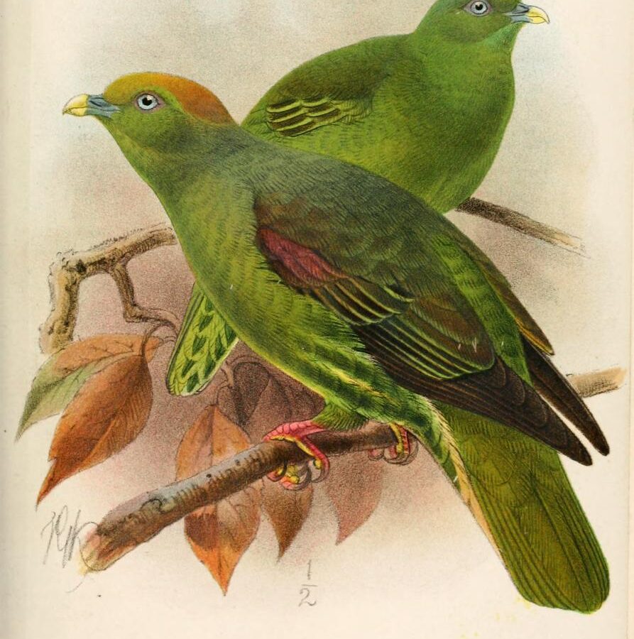Taiwan Green Pigeon