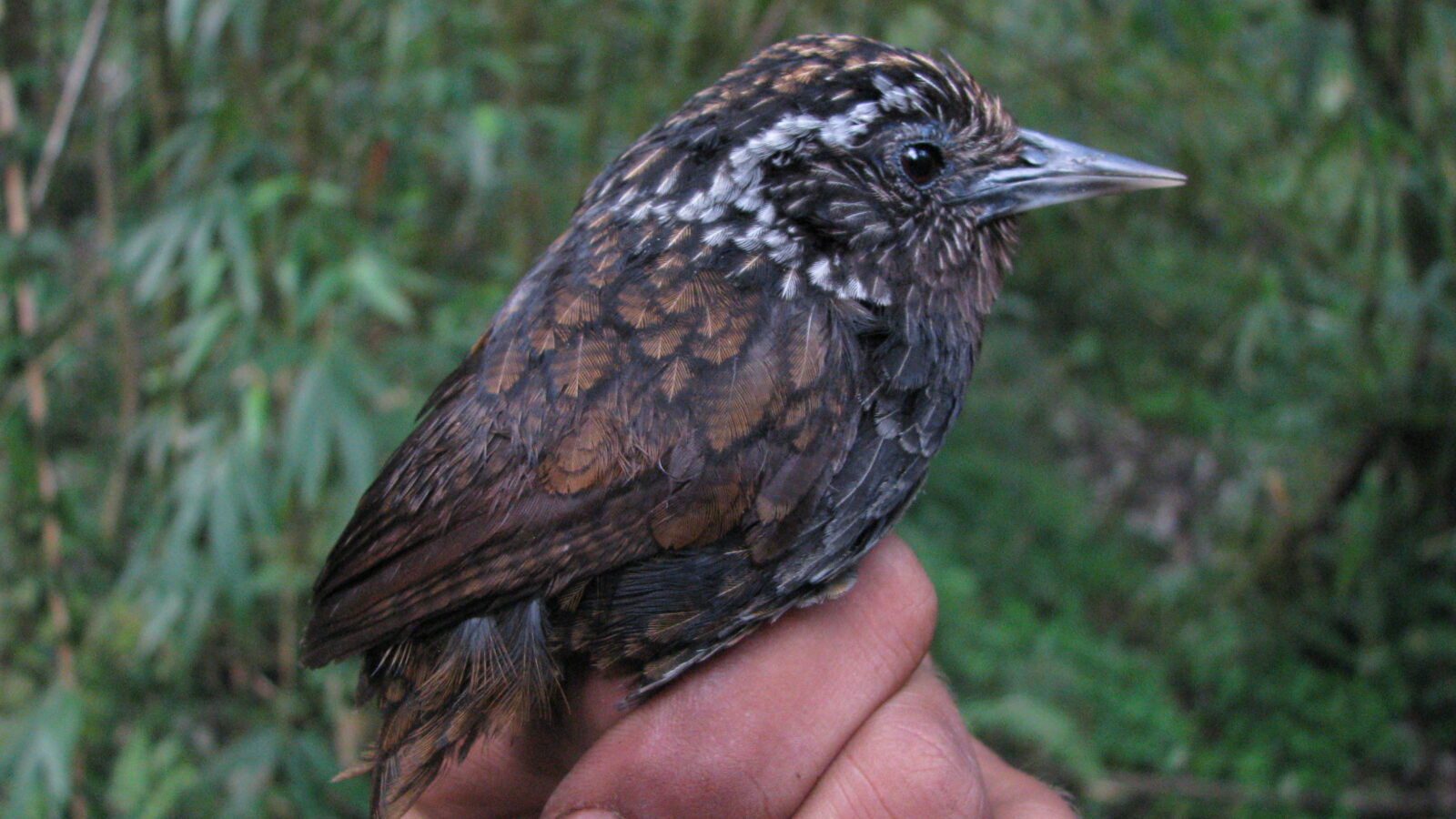 Sikkim Wedge-billed Babbler