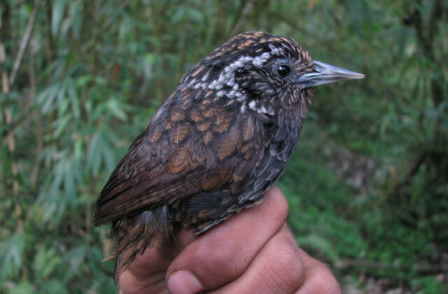 Sikkim Wedge-billed Babbler