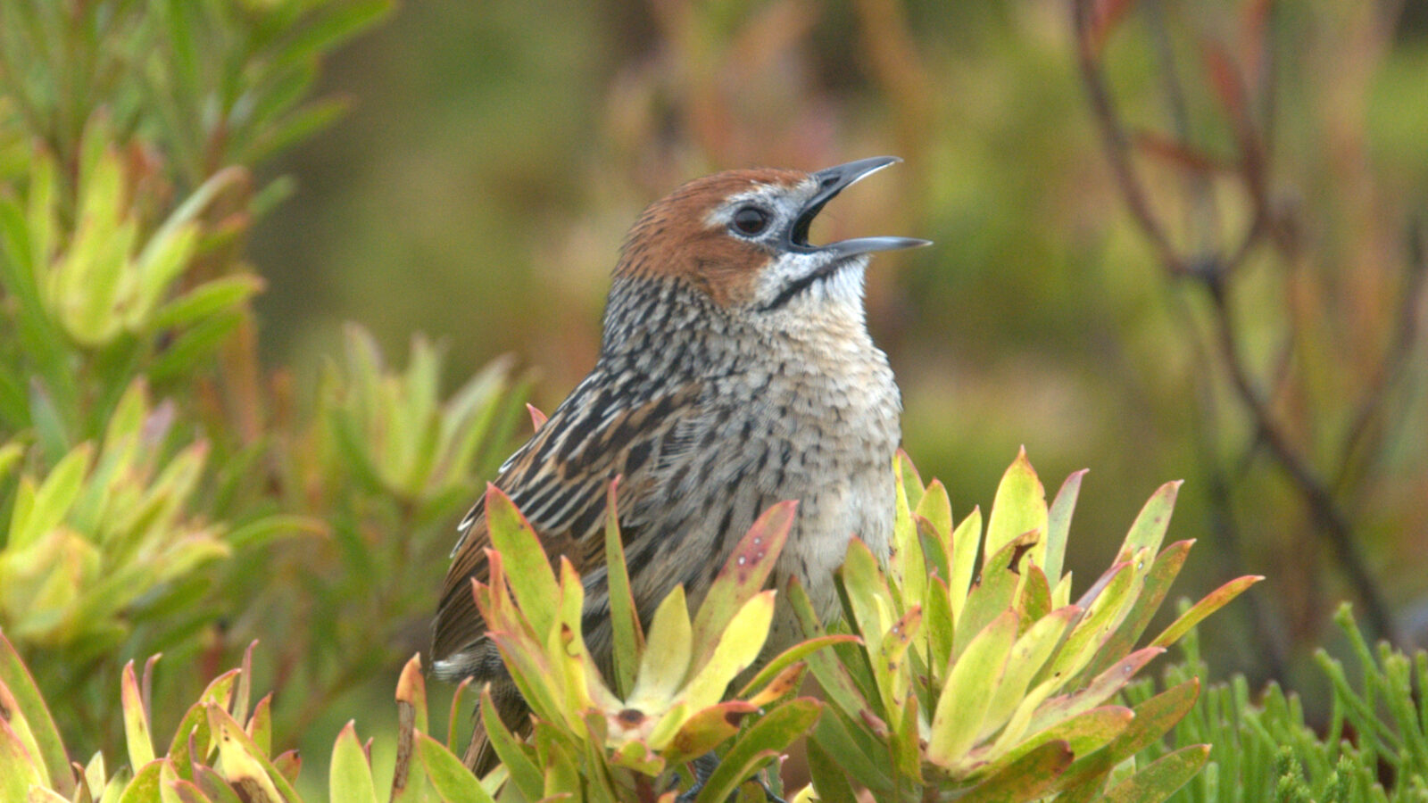 Cape Grassbird