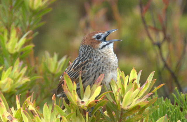 Cape Grassbird