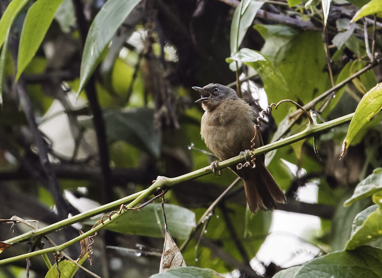Western Hemispingus