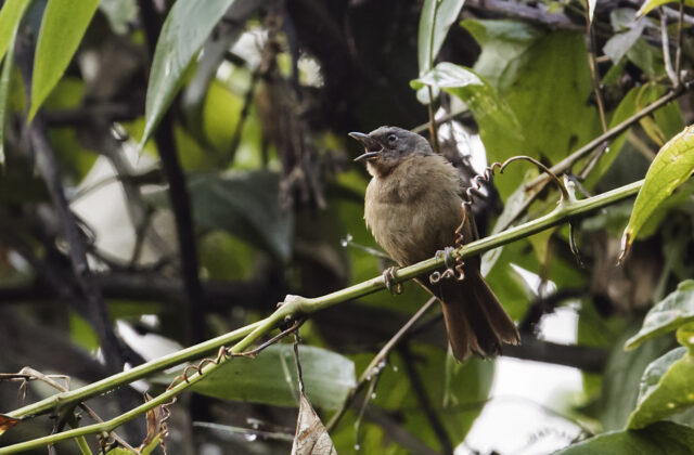 Western Hemispingus