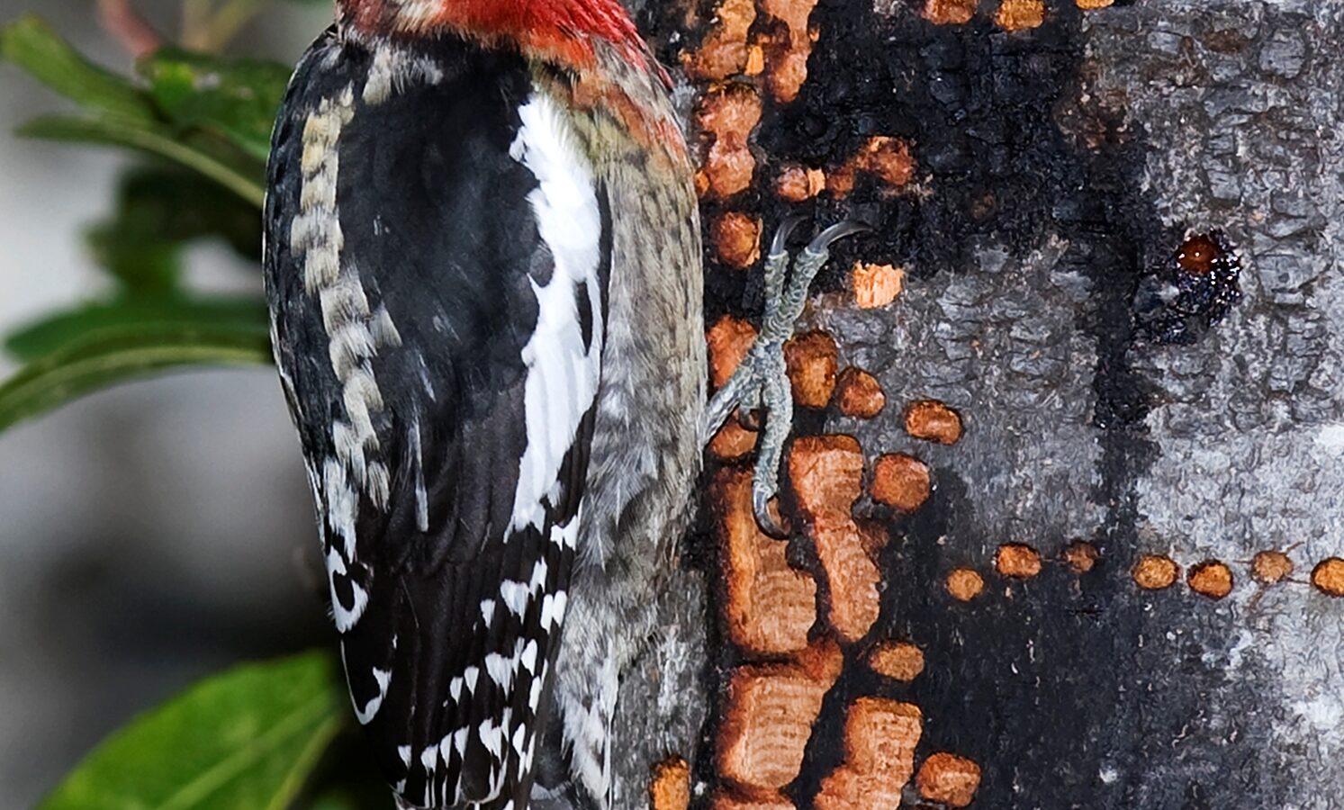 Red-breasted Sapsucker